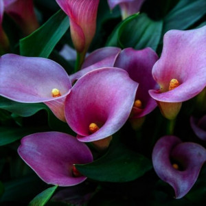 Boucles d'oreille Fleur de Calla - Acier inoxydable