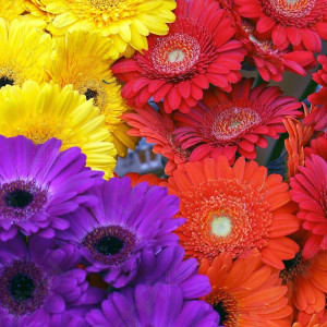 Boucles d'oreilles Marguerite - plusieurs coloris disponibles