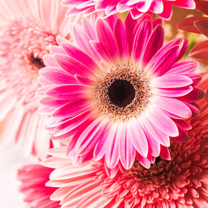 Gerbera Flower Earrings - Stainless steel