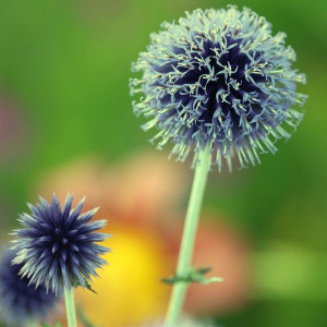 Pendientes pétalos plateados - acero inoxidable