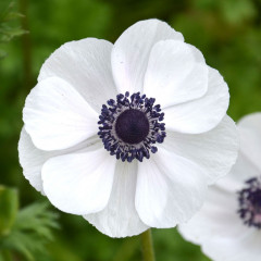 Pendientes flor blanca - Acero inoxidable